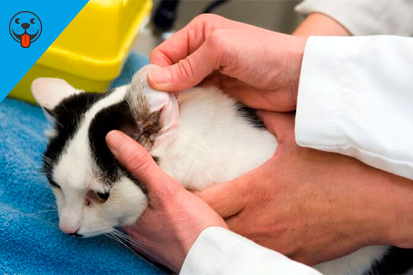 Блок-услуги-Лечение-отита-у-кошек-и-котов