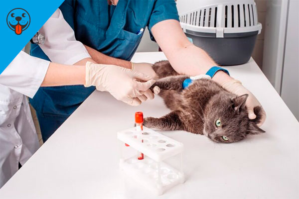 Блок-услуги-Общий-анализ-крови-у-кошек