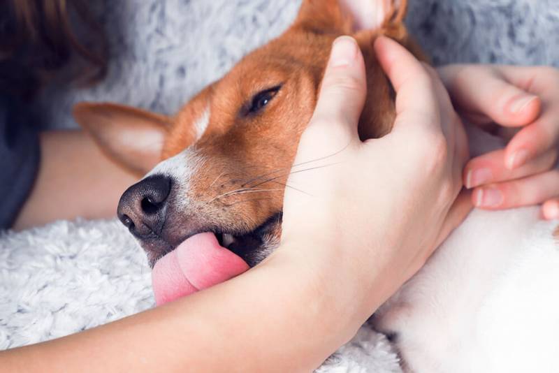 Эффективное лечение чумки у собак