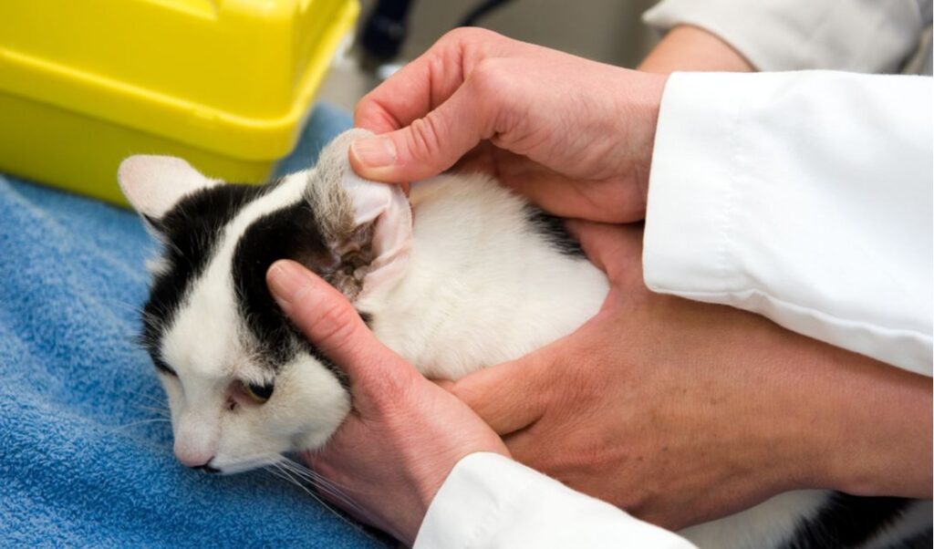 Эффективное лечение отита у кошек и котов