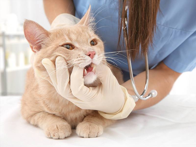 Качественная стоматология для кошек и котов