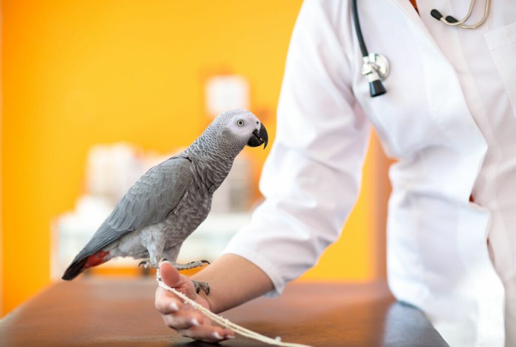 Качественное лечение попугаев