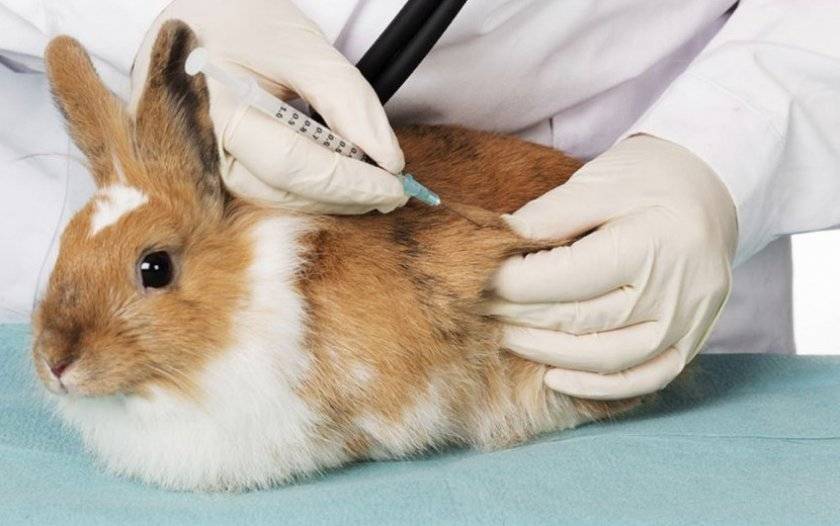 Качественные прививки кроликам