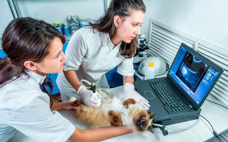 Качественный и оперативный рентген кошке