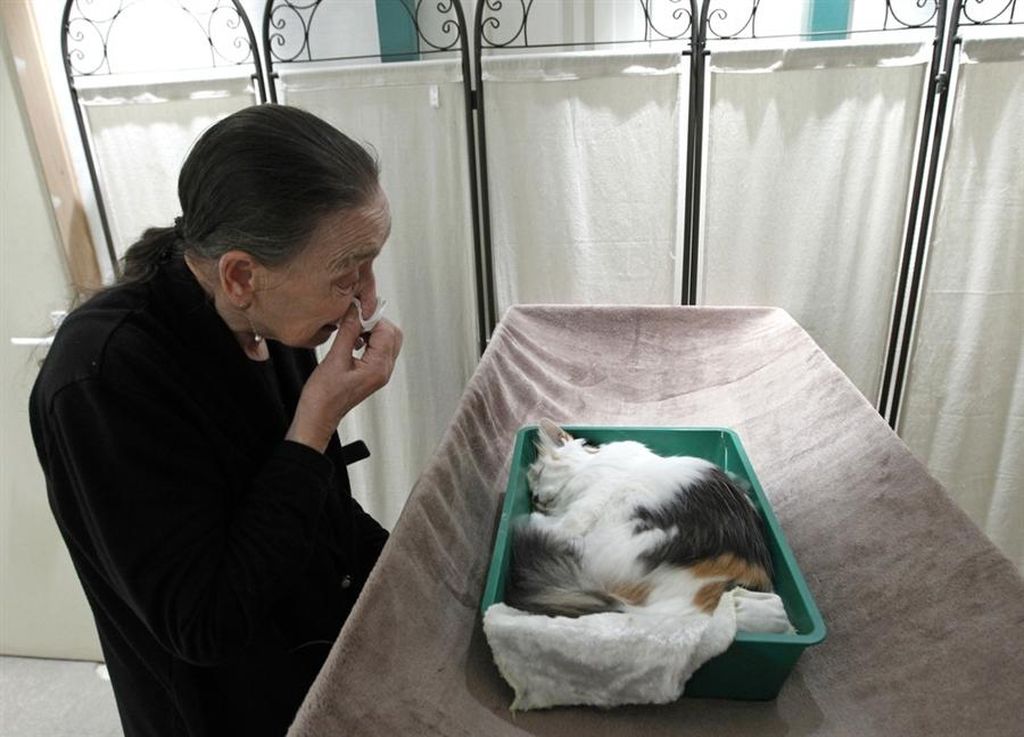 Кремирование кошек, котов и котят