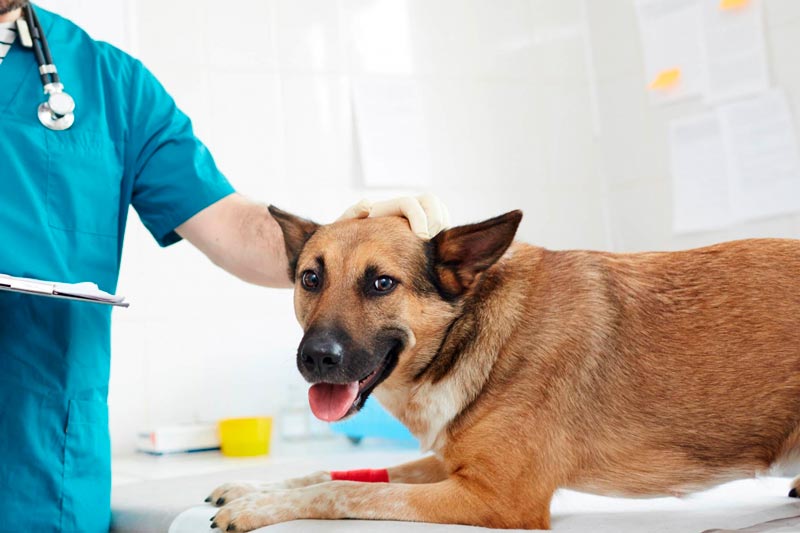 Круглосуточная стерилизация собак