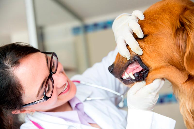 Круглосуточная стоматология для собак
