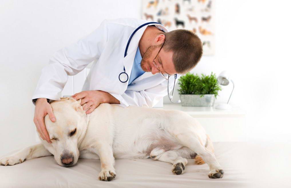 Помощь лучшего ветеринара дерматолога