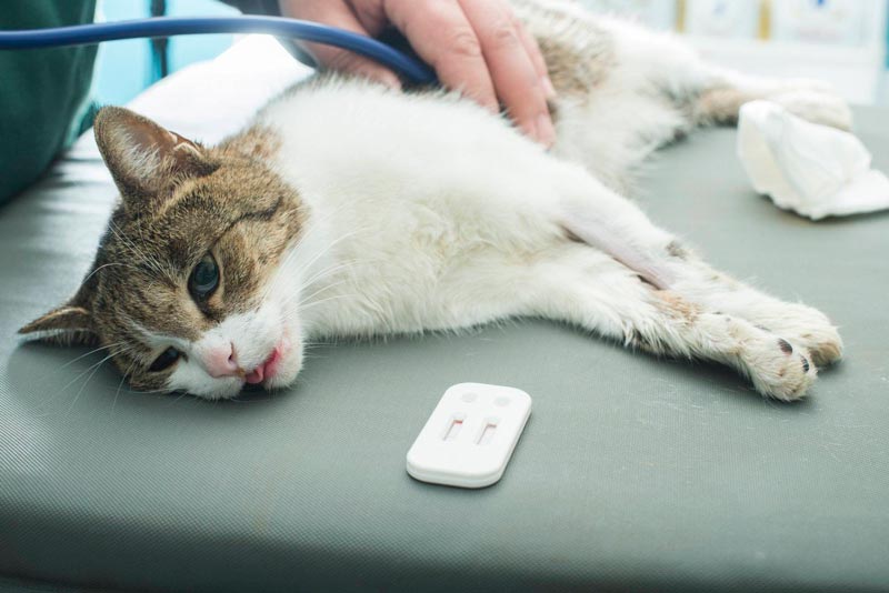 Профессиональное и эффективное лечение чумки у кошек и котов