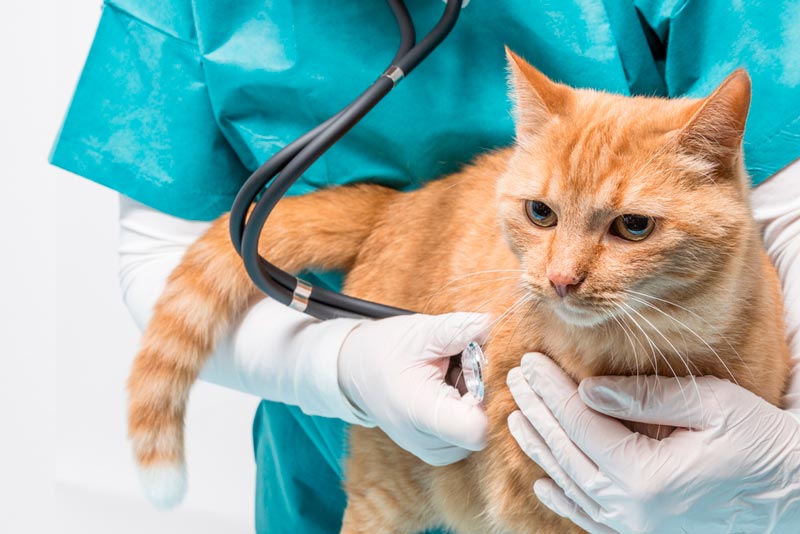 Профессиональное лечение кашля у кошек