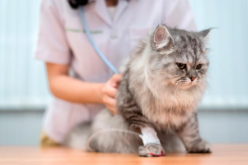 Профессиональное лечение почечной недостаточности у кошек