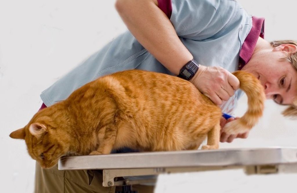 Профессиональное лечение запора у кошек и котов