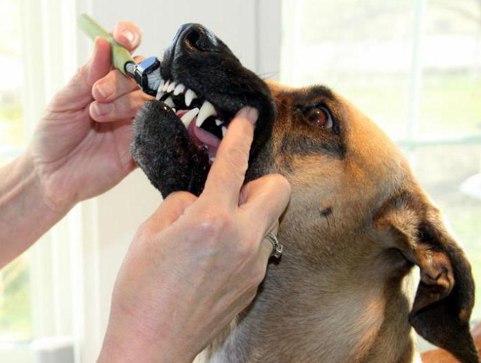 Удаление зубов у собаки под наркозом