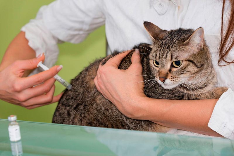 Вакцинация кошек на дому и в стационаре