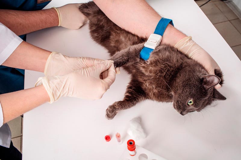 биохимический анализ крови у кошек