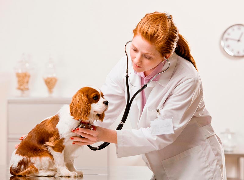 эффективное лечение кашля у собак