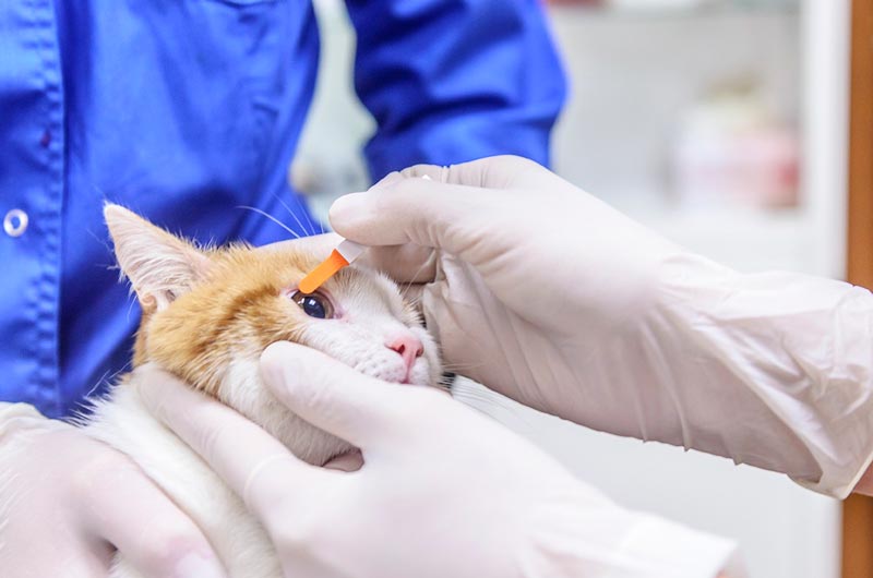 эффективное лечение конъюнктивита у кошек