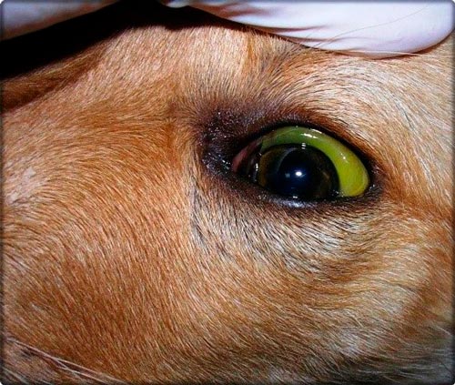 эффективное лечение лептоспироза у собак