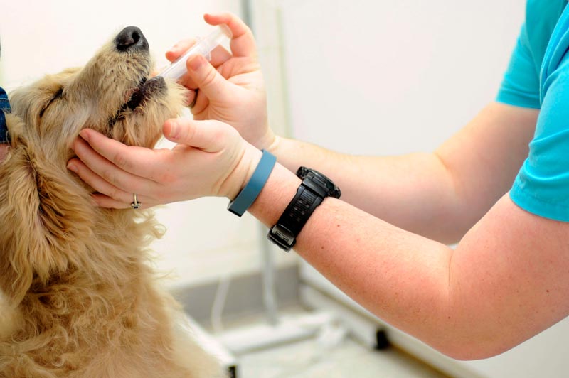 эффективное лечение мастита у собак