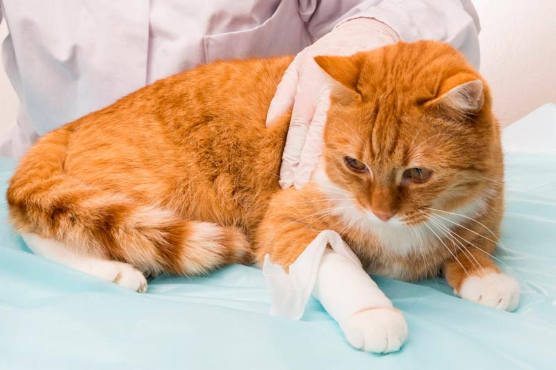 качественное лечение пиометры у кошек и котов