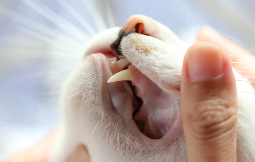 качественное удаление зубов у кошек