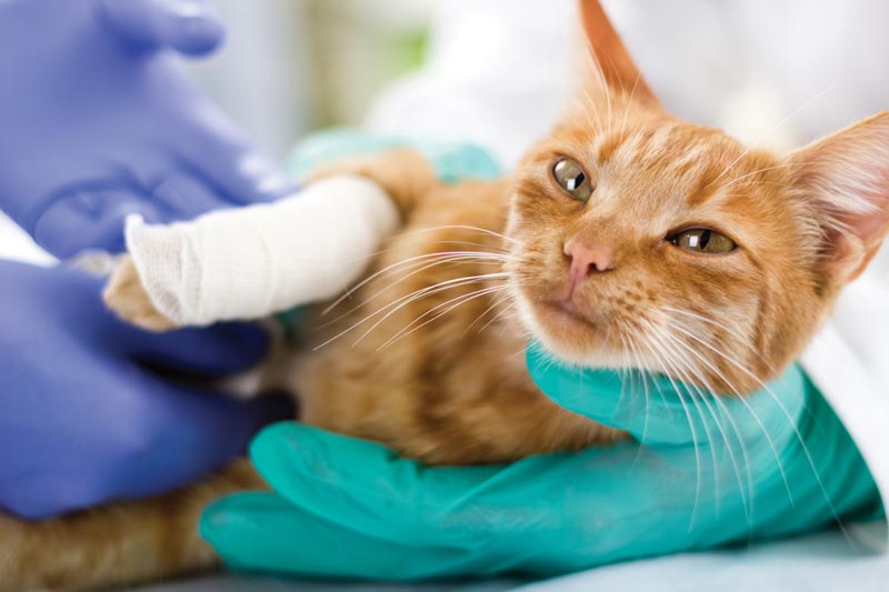 профессиональное удаление опухоли у кошек и котов